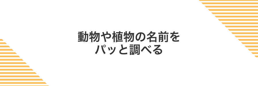 動物や植物の名前をパッと調べる